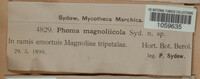 Phoma magnoliicola image